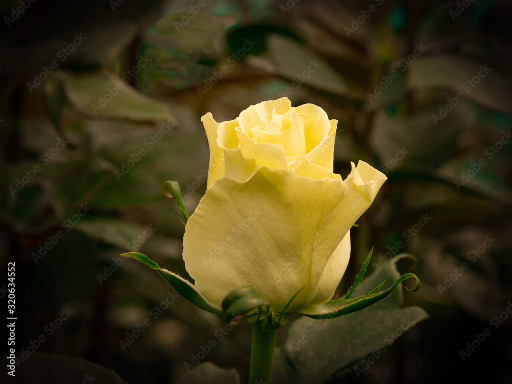 rose rose