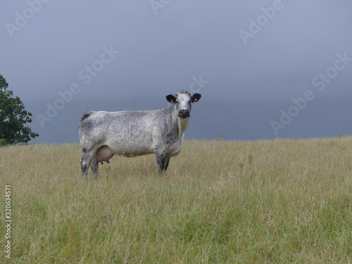 Fototapeta Naklejka Na Ścianę i Meble -  Lone Cow