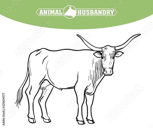 breeding cow. animal husbandry. livestock illustration on a white
