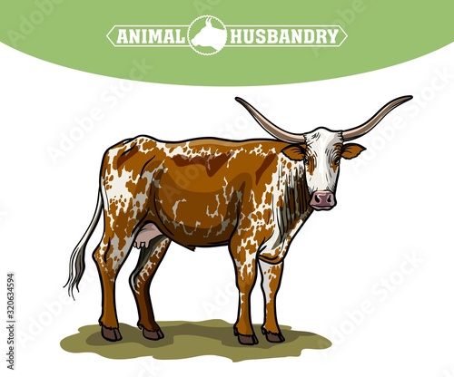 breeding cow. animal husbandry. livestock illustration on a white