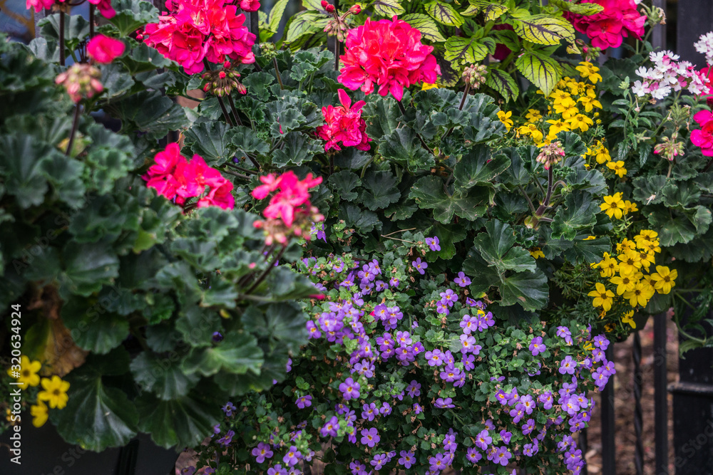 Flower pot with pink geranium flowers and other flowers on the fence.