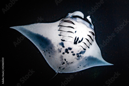 Wallpaper Mural Night Dive with Manta Rays in Kona, Hawaii Torontodigital.ca