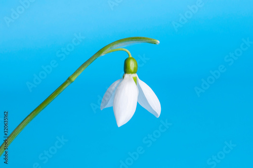 White snowdrop on a blue background,First spring flowers.Copy space