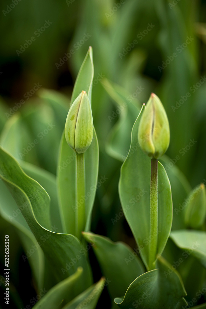 two still closed green tulip blossoms two still closed green tulip blossoms