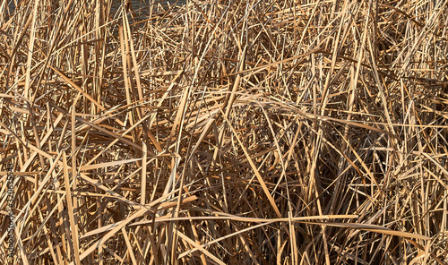 reeds closeup as background, texture