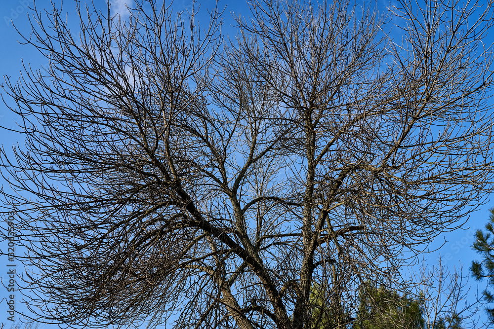 tree branches against the blue sky tree branches against the blue sky