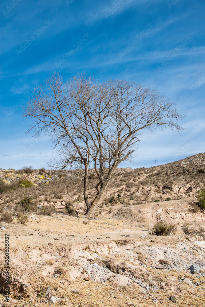  Dry tree in the mountains of Tucumán, Argentina