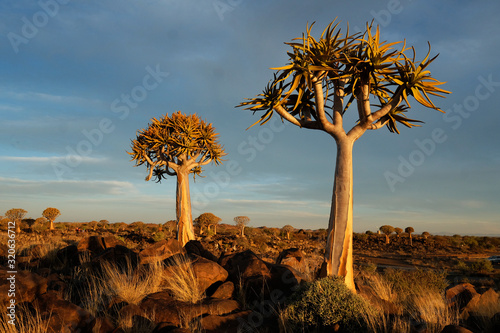 ARBOLES EN EL DESIERTO