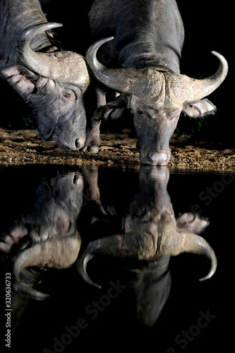 BÚFALOS EN LA OSCURIDA