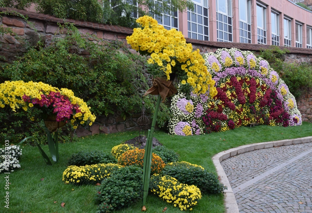 Colorful mum display in front of the medieval town wall during the Chrysanthema a annual Chrysanthemum Festival in Lahr, Germany