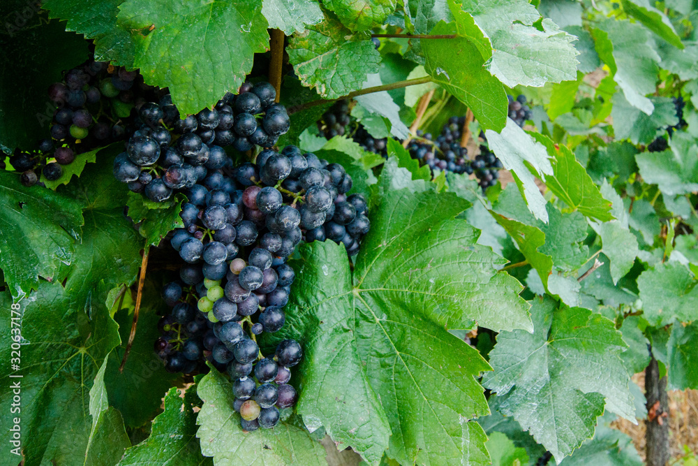 Grapes in a vineyard in Eger, used to produce the famous Egri Bikaver wines, Hungary