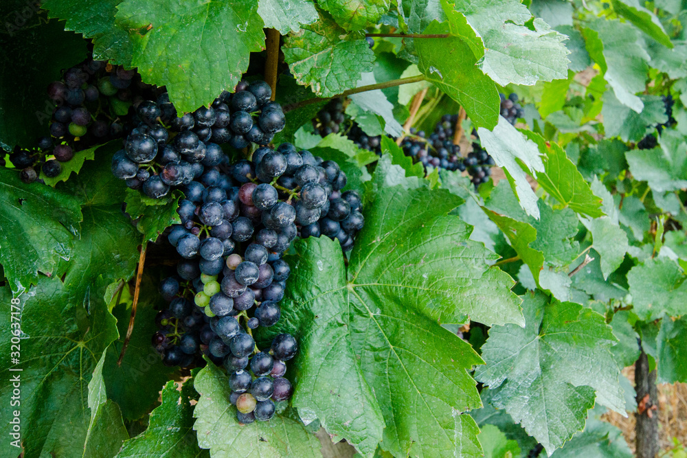 Grapes in a vineyard in Eger, used to produce the famous Egri Bikaver wines, Hungary Grapes in a vineyard in Eger, used to produce the famous Egri Bikaver wines, Hungary