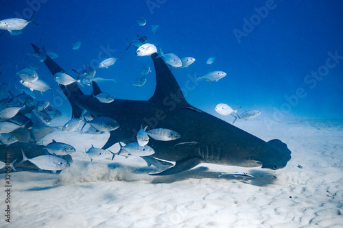 Great Hammerhead diving in the Bahamas