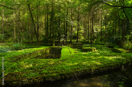 Carp breeding site amidst green vegetation deep within a thick forest  B  kk hegys  g  Beech Mountains   Hungary
