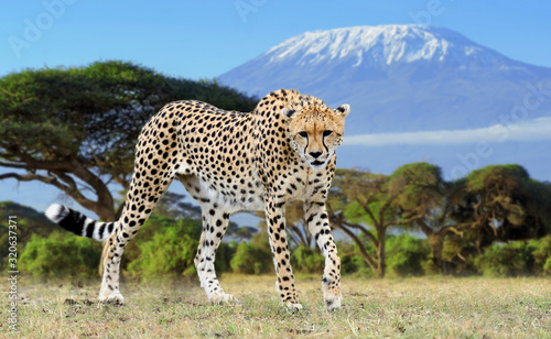 Fotografie, Tablou Wild african cheetah on Kilimanjaro background