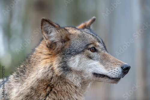Close up timber wolf portrait in forest