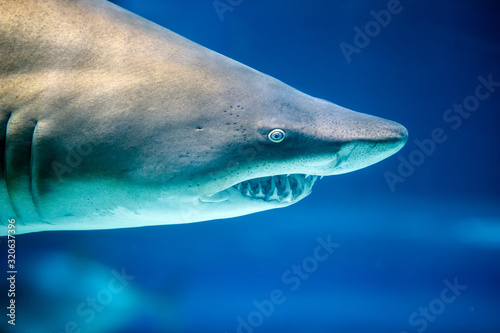Underwater great white shark