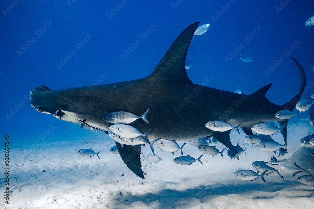 Obraz premium Great Hammerhead diving in the Bahamas