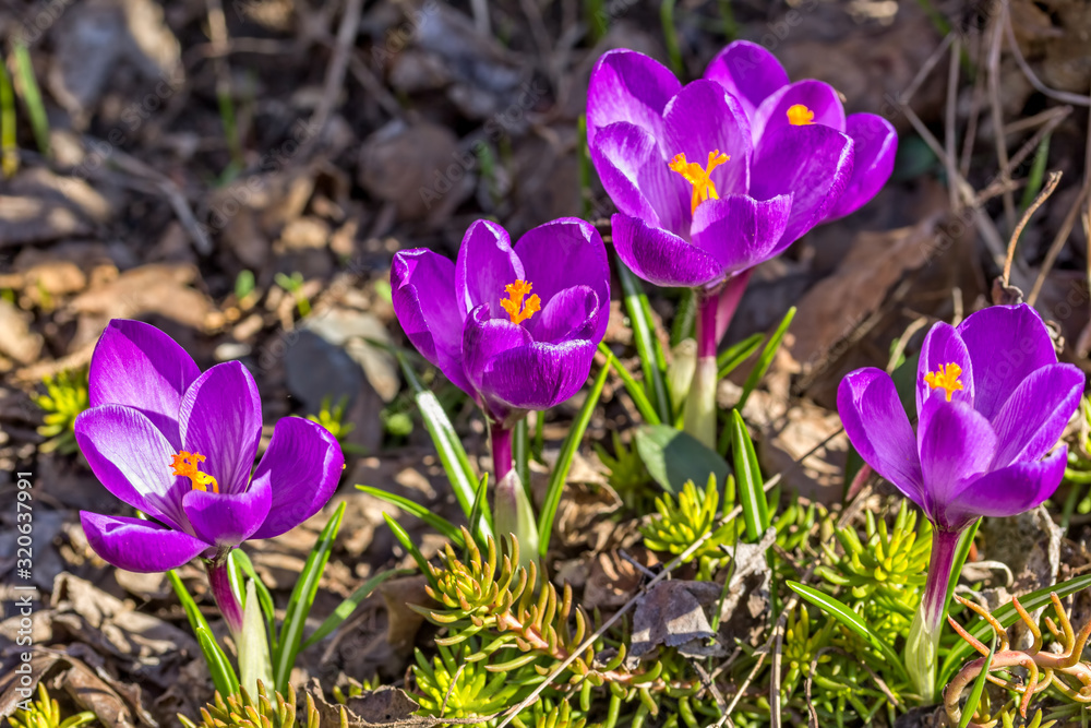 Lilac crocuses on a flowerbed in the garden, close-up Lilac crocuses on a flowerbed in the garden, close-up