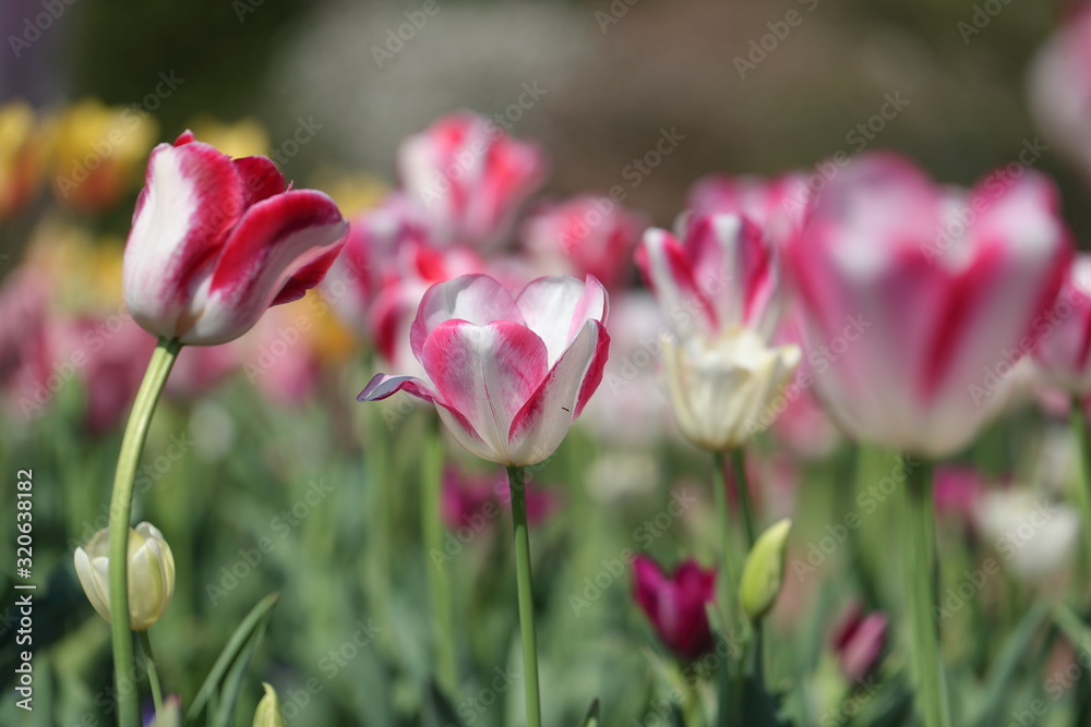 tulips of many colors