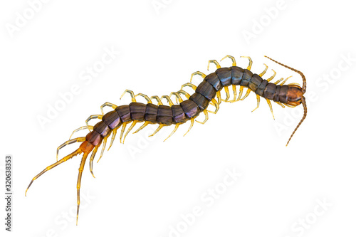 The top view of Centipede isolated on white background and clipping path. Poisonous insects.