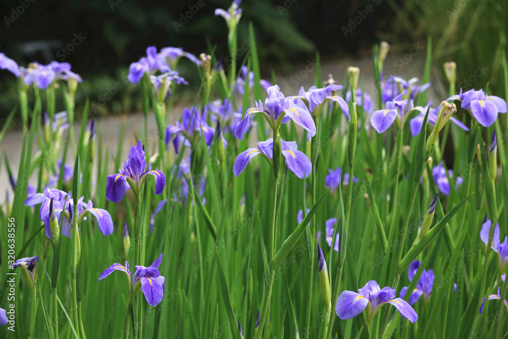 Iris flowers,beautiful view of purple with yellow flowers blooming in the garden in spring Iris flowers,beautiful view of purple with yellow flowers blooming in the garden in spring