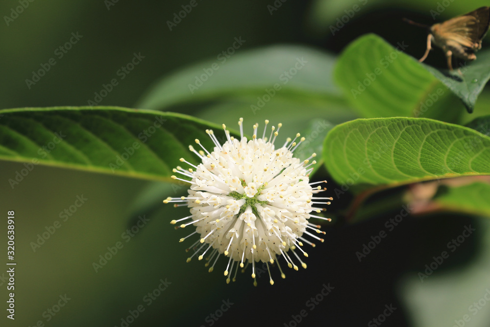 Button-bush flower,close-up of white with yellow flower blooming in the garden Button-bush flower,close-up of white with yellow flower blooming in the garden