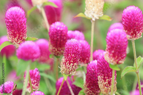 Bachelor's Button(Globeamaranth) flowers,beautiful view of peach flowers blooming in the garden