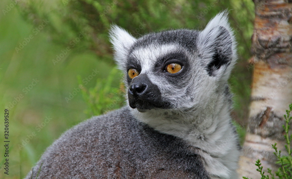 Naklejka premium Portrait of a Lemur