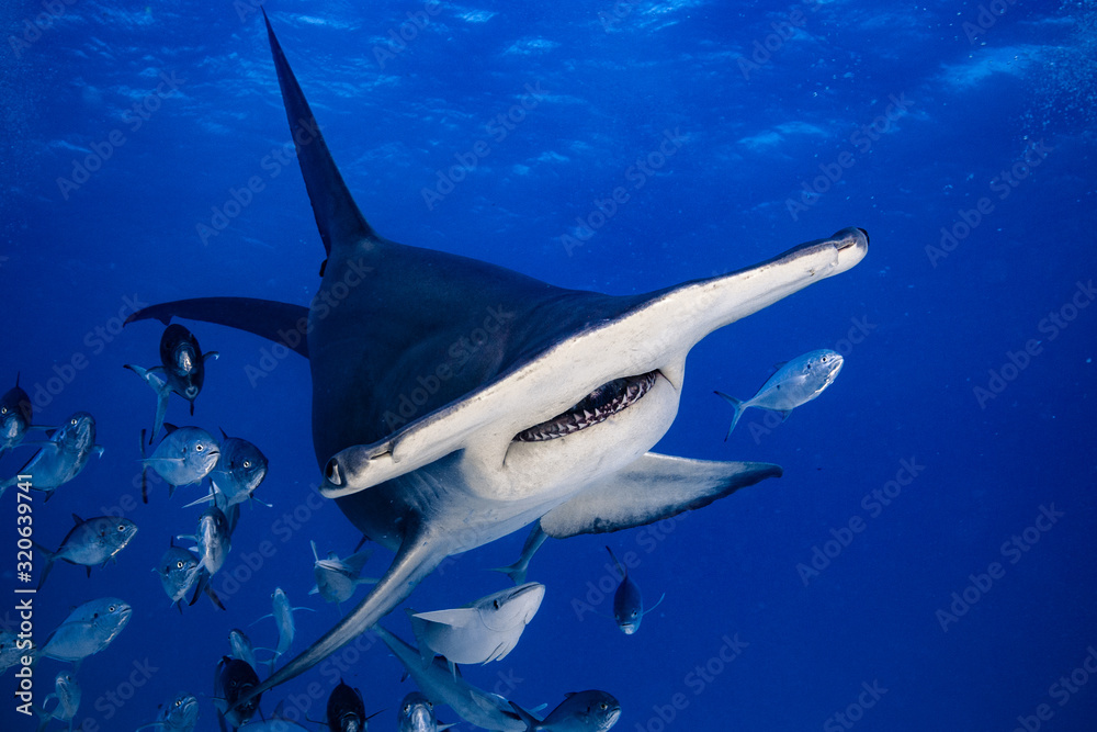 Naklejka premium Great Hammerhead diving in the Bahamas