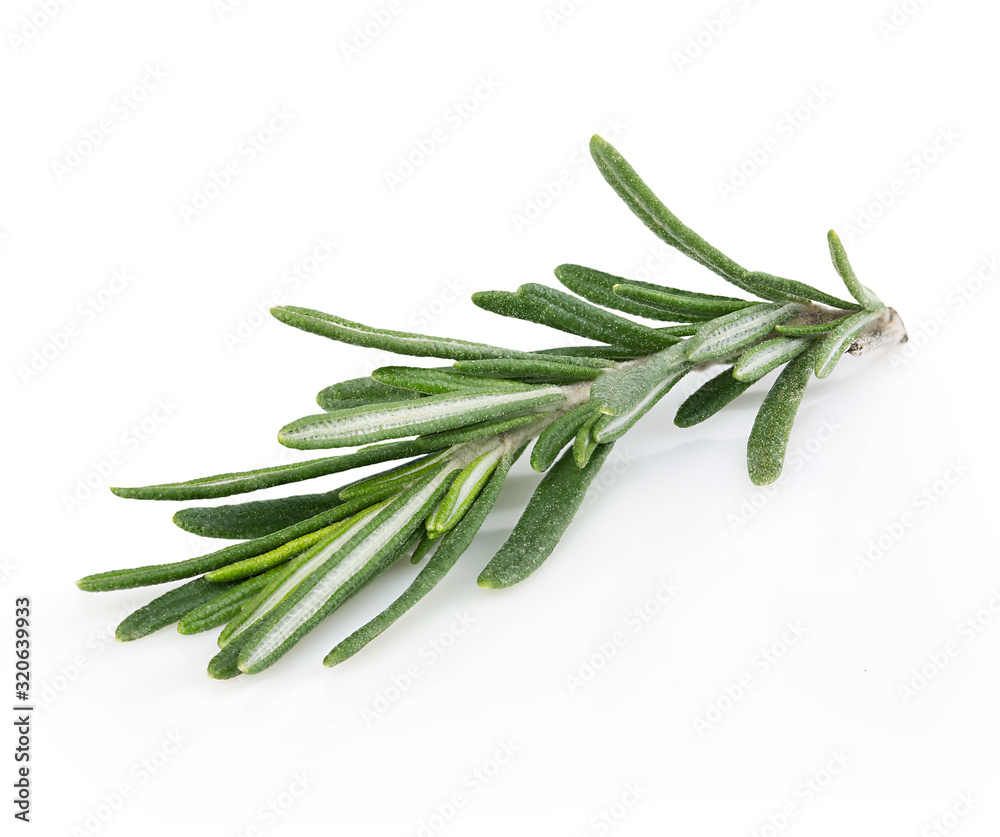 Fresh rosemary isolated on white background. Fresh rosemary isolated on white background.