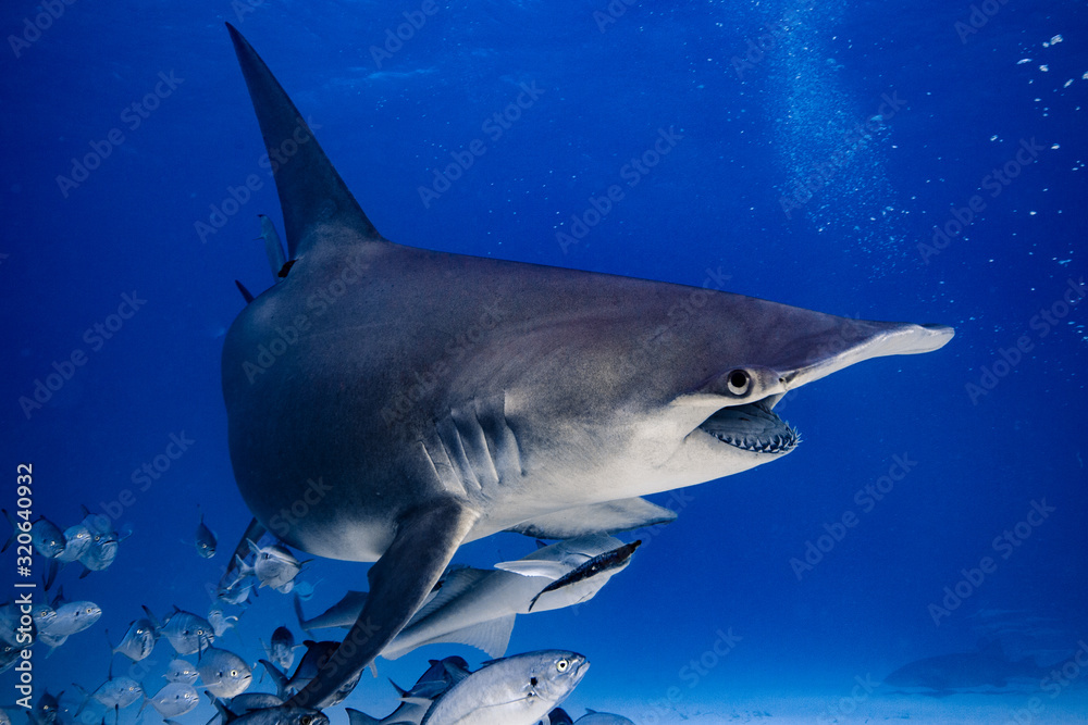 Obraz premium Great Hammerhead diving in the Bahamas