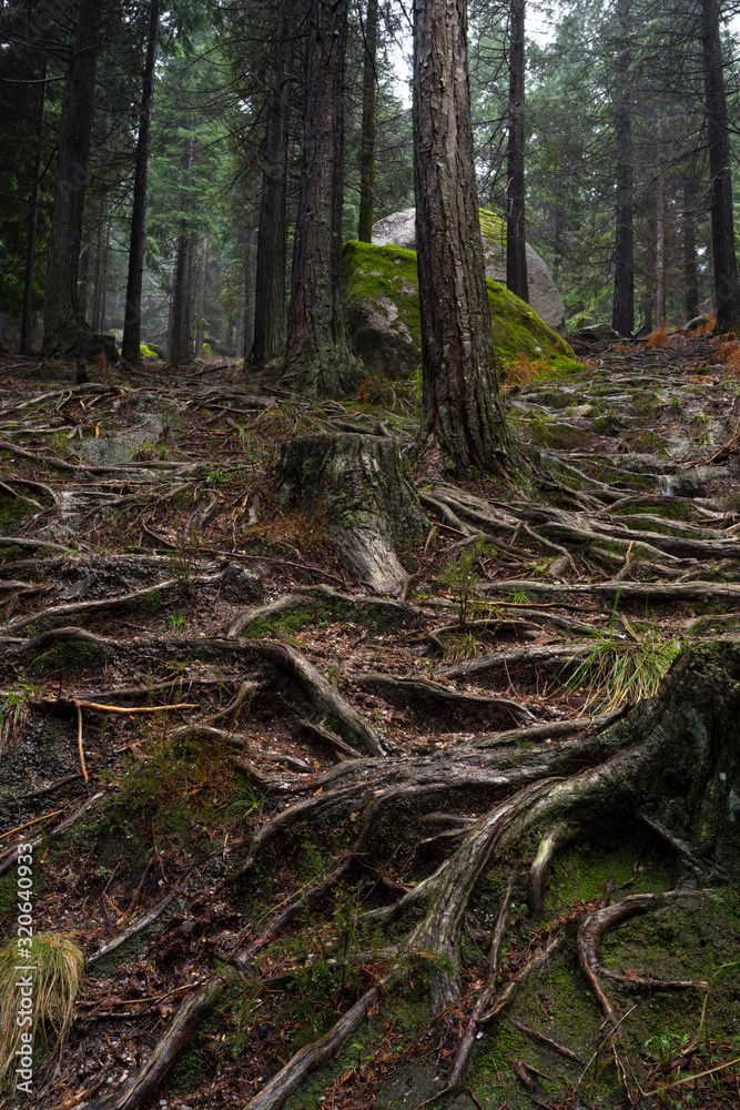 Old pine trees roots in the path through the lost woods, UNESCO World Heritage Geres National Park, Portugal. Old pine trees roots in the path through the lost woods, UNESCO World Heritage Geres National Park, Portugal.
