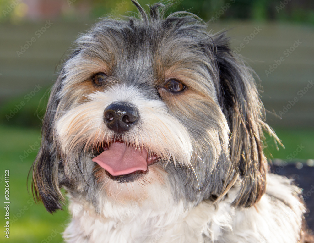 portrait of a Biewer terrier dog