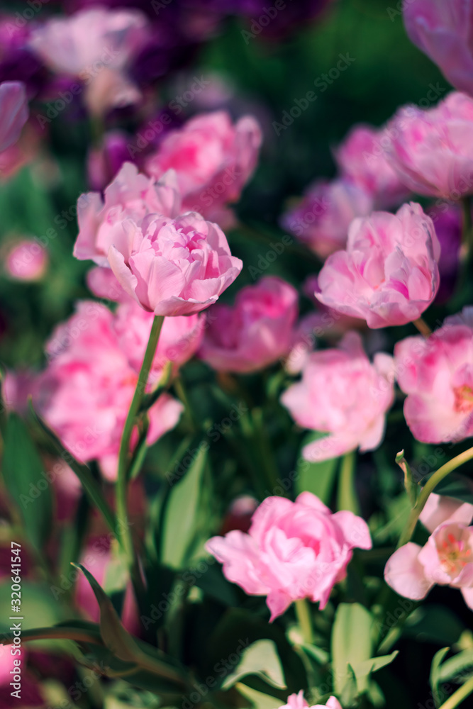 Vibrant pink double tulip flowers in spring. Colorful bright spring flowerbed. Gentle tulips on the background of blurred flowers. Natural floral background for design, cards, posters, Valentine's Day Vibrant pink double tulip flowers in spring. Colorful bright spring flowerbed. Gentle tulips on the background of blurred flowers. Natural floral background for design, cards, posters, Valentine's Day