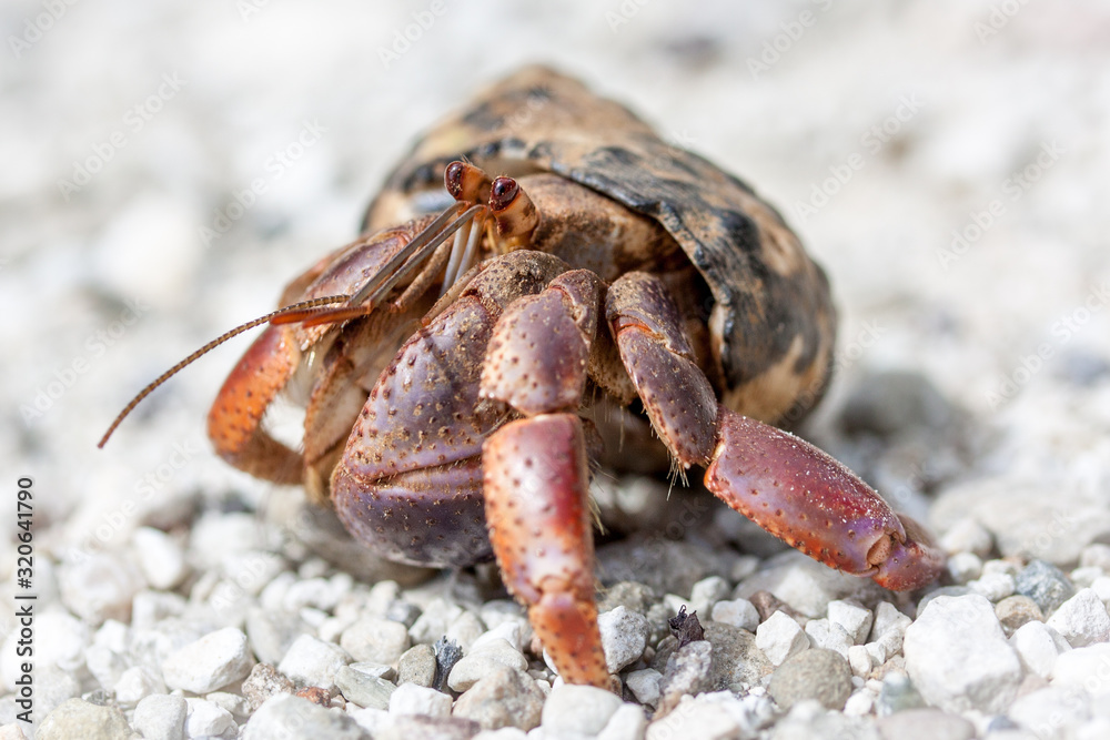 Einsieder Krebs, Krabbe im Detail auf weißen Sand am Strand