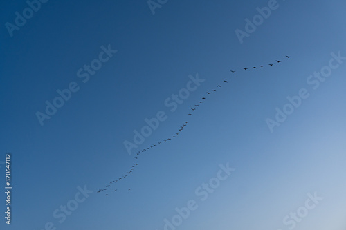 A group of birds flying in the blue sky