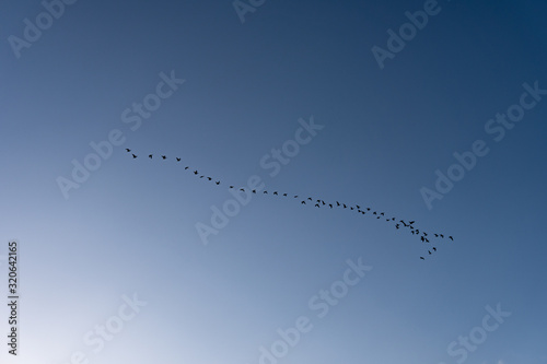 A group of birds flying in the blue sky