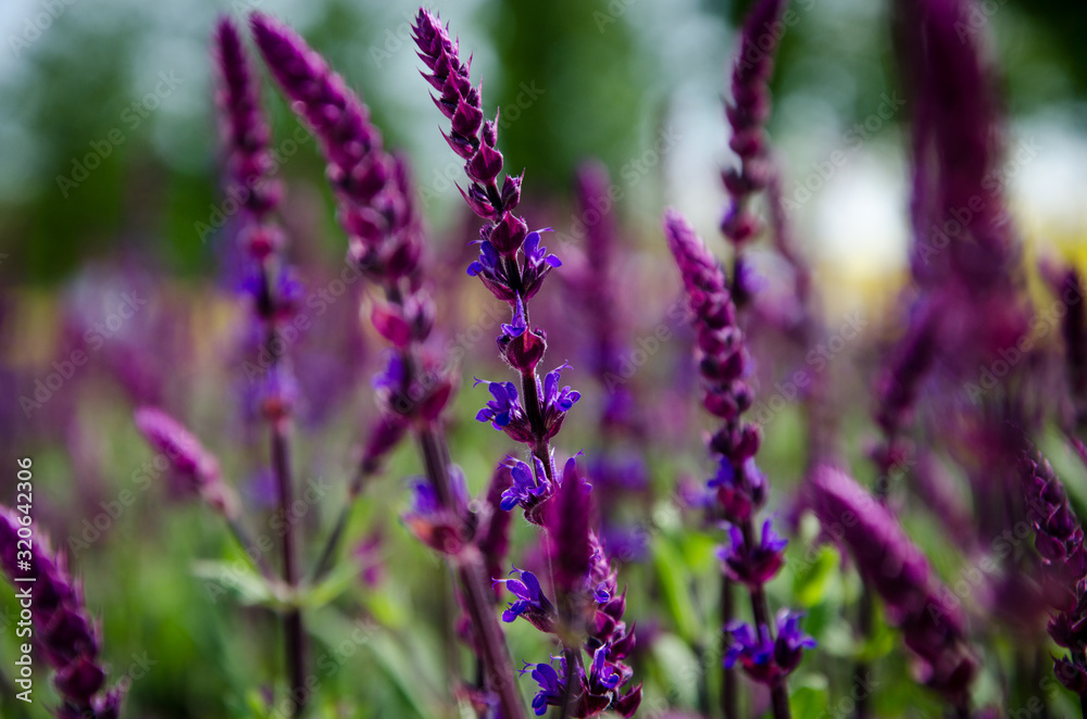 Obraz premium purple flowers