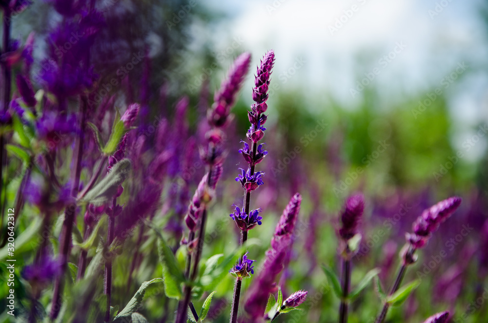 Obraz premium field of purple flowers