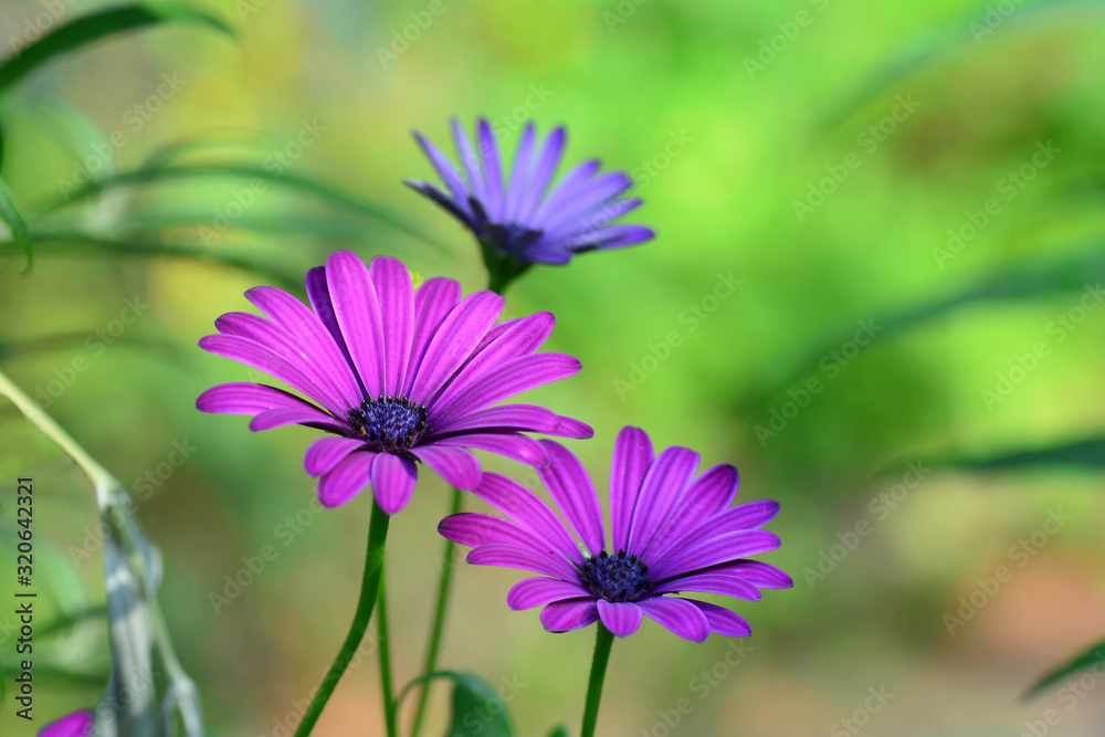 Fototapeta premium Pink and purple flowers in a green garden