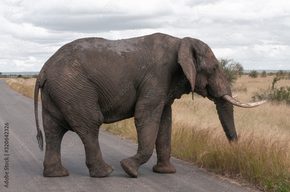 Fototapeta Słoń afrykański przechodzący przez ulicę w Parku Narodowym Krugera