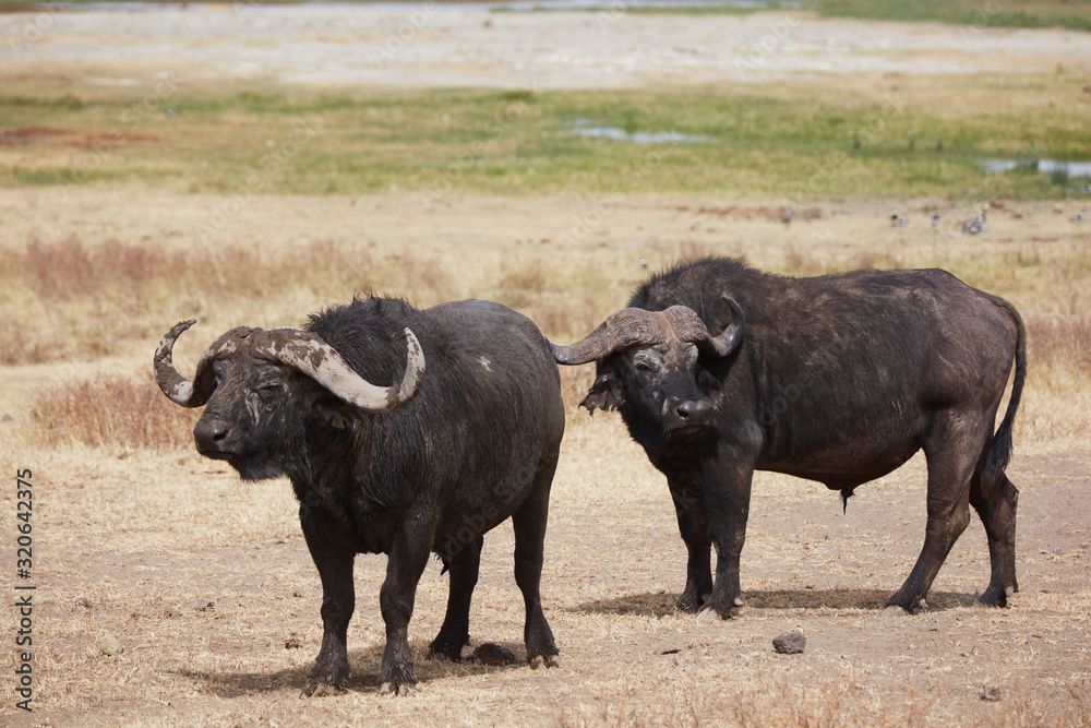 Close up of two buffalo in Africa Ngorongoro reserve Close up of two buffalo in Africa Ngorongoro reserve
