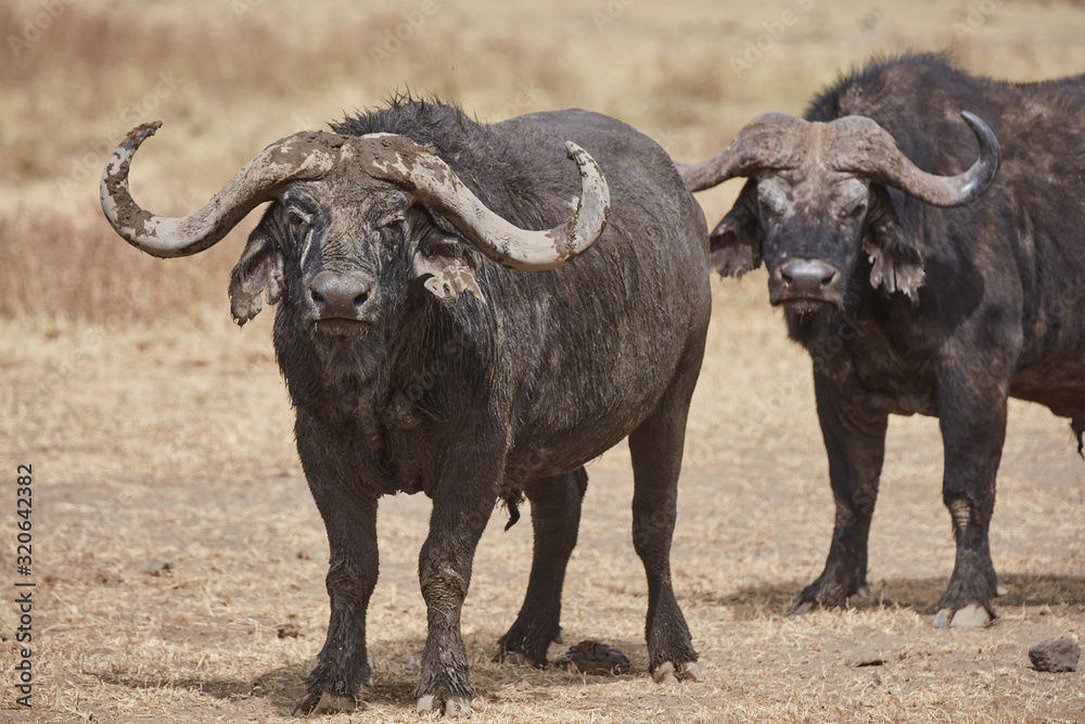 buffalo in field buffalo in field