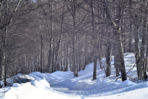  deciduous trees and snowy forest path