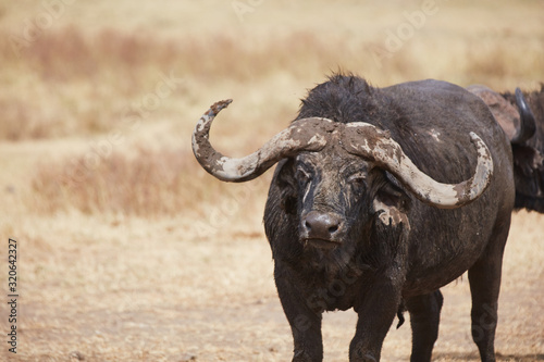 buffalo in field