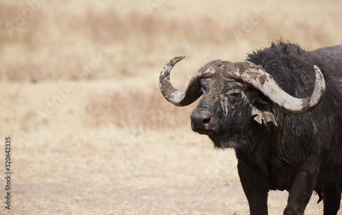 buffalo in field © jnsepeliova
