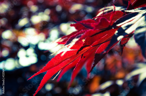 autumn leaves © Анастасия Кашенко