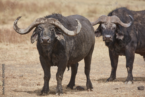 buffalo in field © jnsepeliova