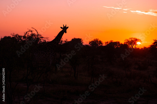 Giraffe walking during Sun Rise in kruger National Park South Africa